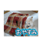 ふわりの日常すたんぷ1（個別スタンプ：18）