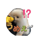 ふわりの日常すたんぷ1（個別スタンプ：20）