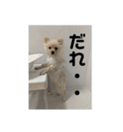 ふわりの日常すたんぷ1（個別スタンプ：23）