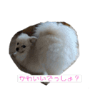ふわりの日常すたんぷ1（個別スタンプ：24）
