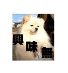 ふわりの日常すたんぷ1（個別スタンプ：25）