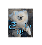 ふわりの日常すたんぷ1（個別スタンプ：26）
