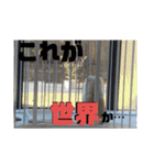 ふわりの日常すたんぷ1（個別スタンプ：28）