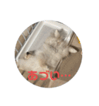 ふわりの日常すたんぷ1（個別スタンプ：29）