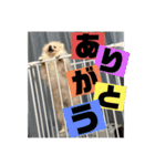 ふわりの日常すたんぷ1（個別スタンプ：30）