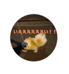 ふわりの日常すたんぷ1（個別スタンプ：31）