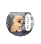 ふわりの日常すたんぷ1（個別スタンプ：33）