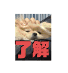 ふわりの日常すたんぷ1（個別スタンプ：38）