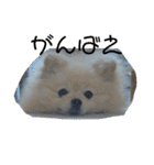 ふわりの日常すたんぷ1（個別スタンプ：39）