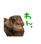 文字あり、うぬ(いぬ)のすたんぴ（個別スタンプ：3）