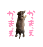 文字あり、うぬ(いぬ)のすたんぴ（個別スタンプ：8）