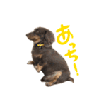 文字あり、うぬ(いぬ)のすたんぴ（個別スタンプ：17）