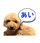 トイプードルのもち24（個別スタンプ：1）