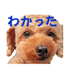 トイプードルのもち24（個別スタンプ：6）