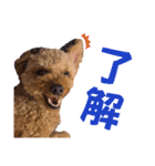 トイプードルのもち24（個別スタンプ：12）