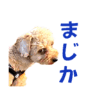 トイプードルのもち24（個別スタンプ：14）