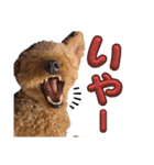 トイプードルのもち24（個別スタンプ：16）