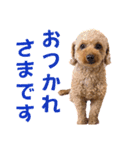トイプードルのもち24（個別スタンプ：18）