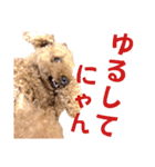 トイプードルのもち24（個別スタンプ：19）