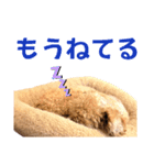 トイプードルのもち24（個別スタンプ：22）