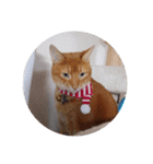 Cat chirodale（個別スタンプ：1）