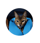 Cat chirodale（個別スタンプ：3）
