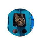Cat chirodale（個別スタンプ：4）