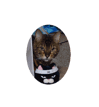 Cat chirodale（個別スタンプ：5）