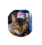 Cat chirodale（個別スタンプ：6）