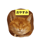 Cat chirodale（個別スタンプ：7）
