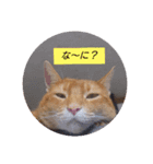 Cat chirodale（個別スタンプ：8）