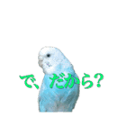 インコ「ルル」7（個別スタンプ：2）