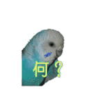 インコ「ルル」7（個別スタンプ：3）
