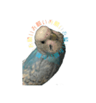 インコ「ルル」7（個別スタンプ：4）