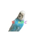 インコ「ルル」7（個別スタンプ：5）