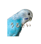 インコ「ルル」7（個別スタンプ：6）