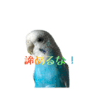 インコ「ルル」7（個別スタンプ：7）
