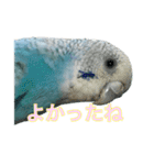 インコ「ルル」7（個別スタンプ：8）