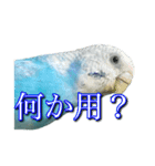 インコ「ルル」7（個別スタンプ：9）