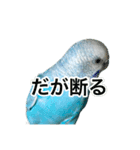 インコ「ルル」7（個別スタンプ：10）
