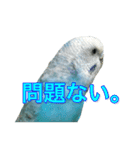インコ「ルル」7（個別スタンプ：11）