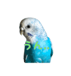 インコ「ルル」7（個別スタンプ：12）