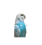 インコ「ルル」7（個別スタンプ：13）