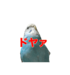 インコ「ルル」7（個別スタンプ：14）