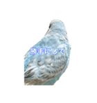 インコ「ルル」7（個別スタンプ：15）
