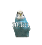 インコ「ルル」7（個別スタンプ：16）