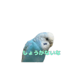 インコ「ルル」7（個別スタンプ：19）