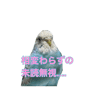 インコ「ルル」7（個別スタンプ：20）
