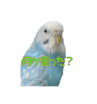 インコ「ルル」7（個別スタンプ：21）