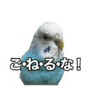 インコ「ルル」7（個別スタンプ：22）